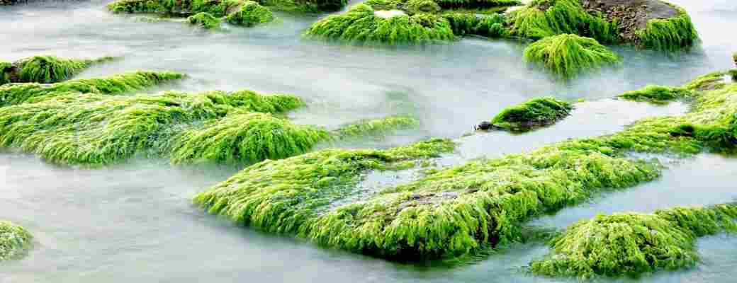Las algas que generan alimento y oxígeno: el futuro de la conquista espacial